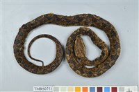 藏品(龜殼花)的圖片